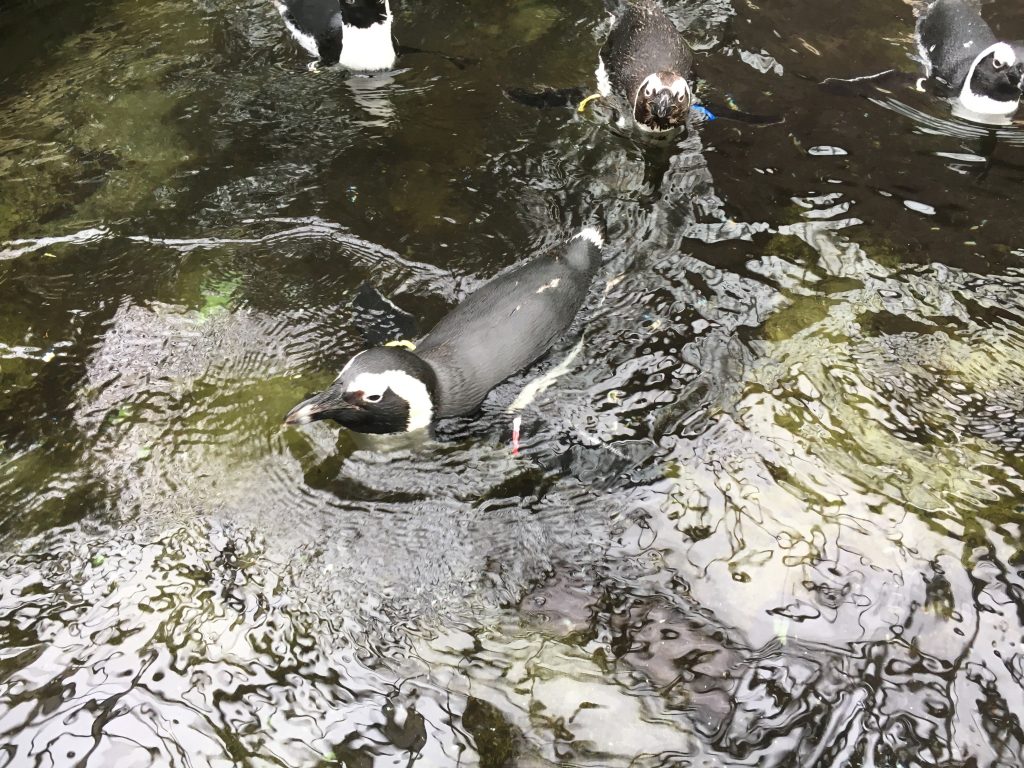 大きなフクロウの湧水-