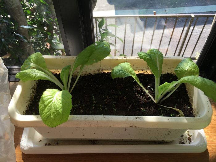 プランターで白菜を育てるときに家の中と外の２パターンで成長の違いを実験してみた 田舎暮らしブログ
