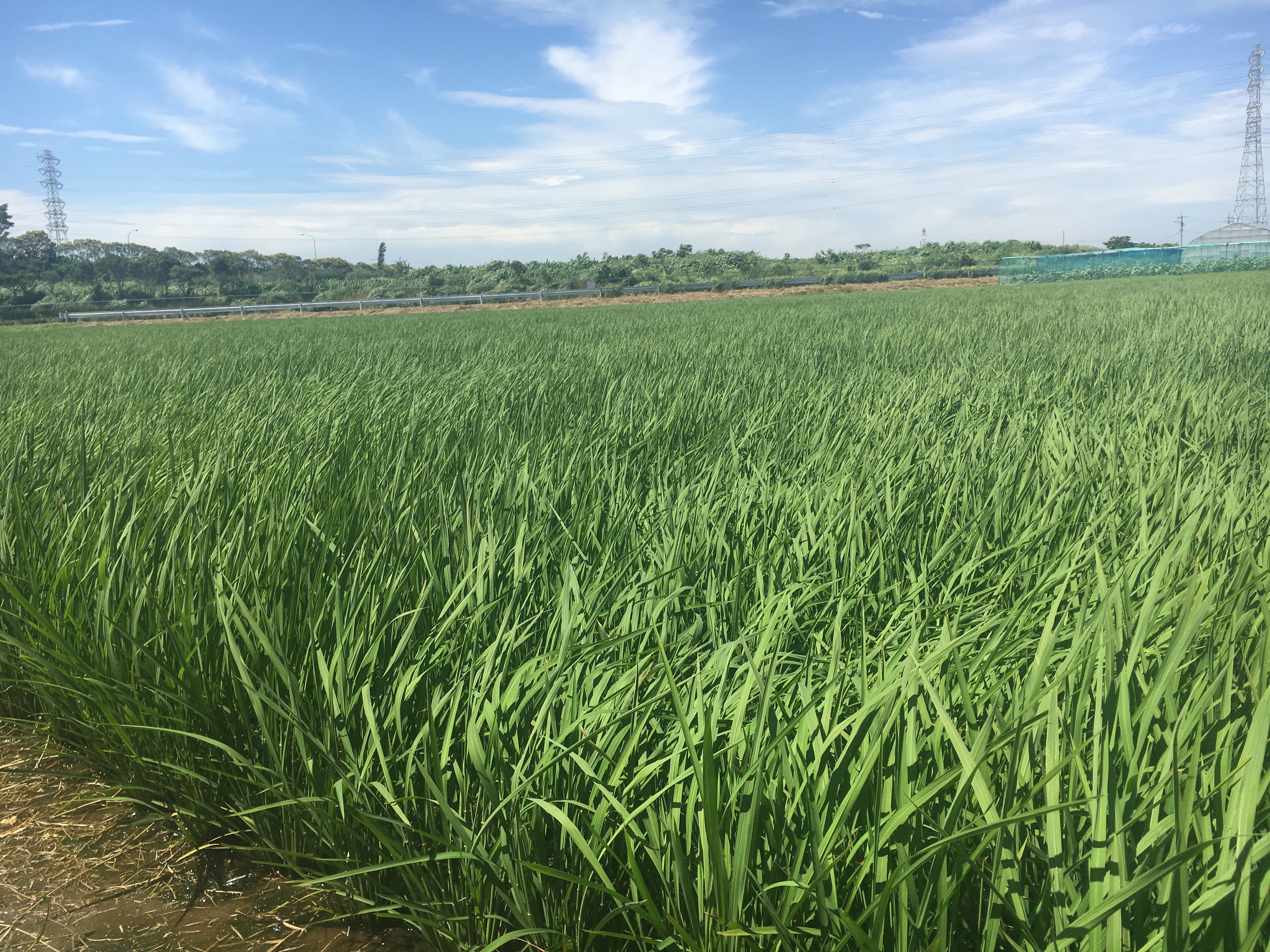 田舎が暮らしに憧れる人に朗報 夏を快適に過ごすには田んぼが近くにある土地がよい 田舎暮らしブログ